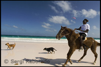 Passejades a cavall per la "Platja de Sorra Rosa". Dunmore Town - Harbour Island - Eleuthera. Bahames