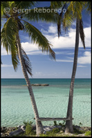 Palmeres junto al mar - Platja de Fernández Bay - Cat Island. Bahames