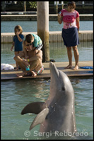 UNEXSO. Programa de "Trobada amb els dofins" - Sanctuary Bay - Grand Bahama. Bahames