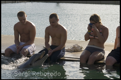 Siéntese amb els seus peus a l'aigua com els dofins neden al teu voltant, o de pas a l'aigua i tocar aquests sorprenents animals, prendre fotografies de la nostra plataforma d'observació, escoltar dades interessants sobre els dofins i fer preguntes del nostre personal d'atenció dels animals. Al mateix temps que se'ls dóna l'oportunitat de tocar un dofí a la cintura en aigües profundes, se us convida a participar en el debat amb els nostres especialistes en mamífers marins. Aquesta molt divertit programa educatiu encara és una gran manera de l'experiència dels animals de prop i personal.