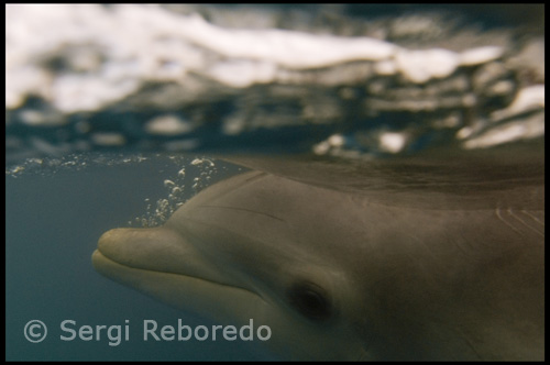 L'única vegada que la majoria dels bussejadors no tenen els mamífers marins per veure de prop la vida marina es troba en els parcs. Un parc marí, com SeaWorld, gasta milions de mamífers marins en el seu rescat i rehabilitació. Parcs marins han educat al públic sobre qüestions com ara la massacre en massa dels dofins per xarxes de deriva. En total, els esforços dels parcs marins han salvat la vida "de desenes de milers de dofins. Com a investigador de dofins McCullough, afirma. Els parcs marins són allà, estan en el negoci, però que necessiten per servir a un propòsit inicial. Dofins en captivitat es mereixen la millor atenció possible i tracte respectuós. Aquests dofins han de ser utilitzats per educar a la gent sobre els seus homòlegs a la natura. SeaWorld Assistent curador de Mamífers Marins de Capacitació: Alan Kordowski, va descriure els beneficis educatius de la SeaWorld Interacció Programa Dofí. Aquest programa permet als clients a entrar a la cintura amb els dofins d'aigües profundes. Aquest programa és ideal per a l'ensenyament de no-bussejadors i els nens sobre els dofins.