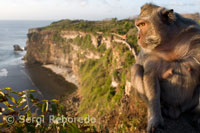 Micos en els penya-segats al costat del temple Pura Luhur Ulu Watu. Bali.