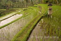 Camp d'arròs situat als voltants del temple Gunung Kawi, al centre de l'illa, a prop de la localitat de Bangli. Ubud. Bali.