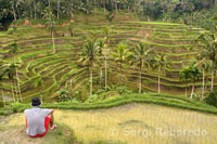 Una de les millors vistes d'arrossars s'obté des d'un mirador situat en Tegallalang, a 12 km de Ubud. Bali.