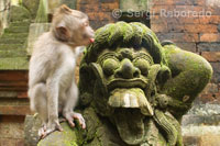 Els micos es diverteixen sobre les estàtues hinduistes de pedra de la Reserva Sagrada del Bosc dels Simis. Ubud. Bali.