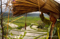 Els arrossars que envolten el poble de Tirta Gangga són dels més bells que es poden trobar a Bali. Carreteres secundàries es barregen en aquests paratges de l'Est de Bali.