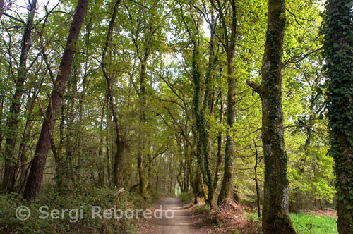 Paisatge del Camí de Santiago des de l'església de Santa Maria i Castañeda Melide.