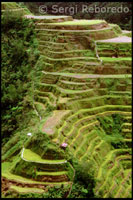 Un complex sistema de regadiu inventat pels Ifugao. Terrasses d'arròs. Banaue. Serralada Central. Luzón. 