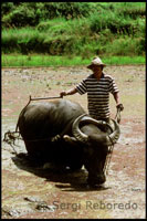 Un camperol sembrant amb el seu bou. Camps d'arròs. Sagada. Serralada Central. Luzón. 