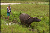 Un pagès treballa el camp amb ajuda del seu bou prop de Carme. Bohol.