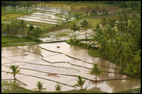 Arrossars inundats propers a les Xocolata Hills. Bohol.