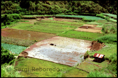 Loboc ara ofereix creuers de dia i de nit. Durant el dia, els visitants són tractats a una vista d'una exuberant vegetació tropical com palmeres Nipa, cocoters, plantacions de plàtan, i arbustos. Velers de nit ofereixen la mateixa vista encara més fascinant amb l'exhibició de llums màgiques al llarg del riu Loboc i el seu mirall d'aigua en les aigües a les 6:30 a 10:30 pm diàriament. L'ambient fresc i romàntic a la nit és un avantatge afegit! El creuer pel riu Loboc al llarg del riu comença al Loboc Complex Turístic. Petites banques motoritzats poden ser aprofitats per una quota mínima però per a qui vol menjar al mateix temps de creuer, restaurants flotants són a oferint filipí bufet que costa P280 per cap o més i exquisiteces locals. 