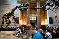 American Museum of Natural History. Central Park West amb la 79th Street. Telf 212-769-5100. (Dl-dg 10am-5: 45pm / tancat per Nadal i Acció de Gràcies / donació recomanada inclòs el Rose Center: adults 16US $ / jubilats i estudiants 12US $ / nens 2-12 anys 9US $). Es tracta d'un dels grans museus d'història natural del món, i un dels llocs més recomanats de la ciutat si viatgem amb nens. Es va fundar el 1869 i conté més de trenta milions d'objectes. El Museu Americà d'Història Natural (American Museum of Natural History en anglès) és una de les principals col.leccions novaiorqueses. Està situat al nord-oest de Manhattan (Nova York, EUA), al carrer 79 i el Parc Central, cap a l'oest. El museu té una plantilla de personal de més de 1200 persones, i patrocina 100 expedicions de camp per a recol lecció de material cada any. El museu es va fundar el 1869. Theodore Roosevelt (26 º president dels EUA) va ser el pare del museu i un dels seus fundadors. La primera seu del museu va ser un vell arsenal construït a Central Park. El 1874, el terreny va estar llest per construir l'actual edifici, que ocupa la major part de Manhattan Square. El disseny neogòtic original (1874-1877) va ser traçat per Calvert Vaux i Jacob Wrey Mould, que estaven col.laborant amb Frederick Law Olmsted en les estructures per al Central Park. Noms famosos associats amb el museu han estat el paleontòleg i geòleg Henry Fairfield Osborn (president durant molts anys), el caçador de dinosaures al desert de Gobi, Roy Chapman Andrews (una de les inspiracions per Indiana Jones), George Gaylord Simpson, el biòleg Ernst Mayr, els pioners dels antropòlegs culturals, Margaret Mead i Franz Boas i l'ornitòleg Robert Cushman Murphy. El milionari J. P Morgan va ser un dels benefactors del museu.