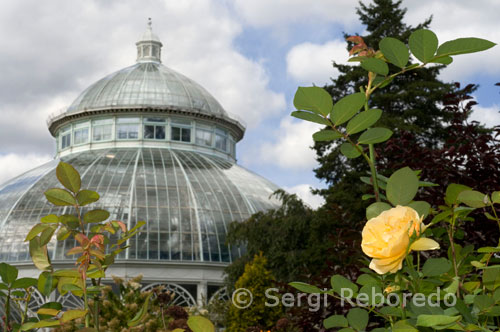 New York Botanical Garden. Bronx River Pkwy i Kazimoroff Boulevard. Disposa d'un gran hivernacle d'estil victorià anomenat Enid A Haupt Conservatory, en el qual s'acaba de inaugurar Kiku, que és com anomenen al nou Jardí Japonès ple de crisantems que evoquen els bonics jardins de Kyoto.Este jardí botànic va ser inaugurat 1891 i té 100 hectàrees plenes de preciosa vegetació. També disposa de caminades per un bosc entre arbres coníferes i el Peggy Rockefeller Rose Garden amb 2.700 rosers, incloent les varietats americanes, entre altres molts punts d'interès. Un tren elèctric recorre cada mitja hora els punts més importants del Jardí Botànic. Els nens compten amb una secció especial anomenada Everett Children's Adventure Garden perquè els més petits aprenguin moltes coses de la natura explorant i descobrint d'una manera divertida. L'Herbari del Jardí Botànic de Nova York hi ha una gran col lecció d'espècimens de plantes preservades i catalogades d'acord amb un sistema de classificació estandarditzat. Tots els grups de plantes-angiospermes, gimnospermes, falgueres, molses, fongs, líquens, hepàtiques i algues-estan representades per espècimens recollides a tot el món, però el major èmfasi s'ha fet en exemplars corresponents a Amèrica. Aquesta col lecció inclou informació de 5 famílies pertanyents a Mimosaceae, Caesalpiniaceae, Fabaceae, Asteraceae i la Divisió Pteridophyta de Mèxic i Amèrica Central. La base de dades comprèn 16 730 registres corresponents a 354 gèneres i 2 728 espècies.