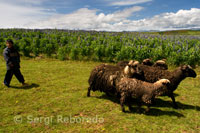 Un nen treu a pasturar el bestiar en el Valle Sagrado prop de Cuzco.