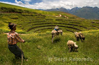 Un pastor en el conjunt arqueològic de Moray en el Valle Sagrado prop de Cuzco.