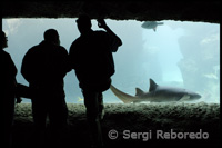 Acuario con tiburones y otros depredadores. Hotel Atlantis. Paradise Island-Nassau. Bahamas