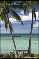 Palmeras junto al mar – Playa de Fernández Bay - Cat Island. Bahamas