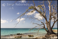 Árbol junto al mar – Playa de Fernández Bay - Cat Island. Bahamas