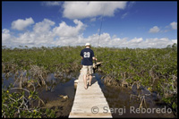 Sendero sobre los manglares - Parque Nacional Lucayan – Grand Bahama. Bahamas