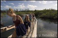 Sendero sobre los manglares - Parque Nacional Lucayan – Grand Bahama. Bahamas