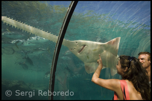 La experiencia de cerca las opiniones de más de 50.000 animales marinos de más de 200 especies. Caminar a través de túneles bajo rodeado de tiburones. Serpenteando a través de los pasillos y observar rayas, la luna y jaleas pirañas. Remoje en un hermoso aire libre lagunas tropicales llenas de vida marina. Observar diariamente la alimentación de algunas de las más increíbles del mundo la vida acuática.