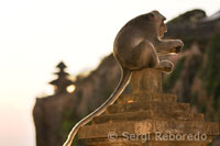 Monos en los acantilados junto al templo Pura Luhur Ulu Watu. Bali.