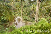 Una de las mejores vistas de arrozales se obtiene desde un mirador situado en Tegallalang, a 12 km de Ubud. Bali.