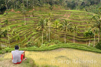 Una de las mejores vistas de arrozales se obtiene desde un mirador situado en Tegallalang, a 12 km de Ubud. Bali.