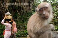 Varias mujeres se dirigen a Reserva Sagrada del Bosque de los Monos para rezar y dejar sus ofrendas durante la celebración del Galungan. El festival de Galungan, el más importante de Bali, simboliza la victoria de Drama (virtud) sobre Adharma (mal). Durante los días que  duran las celebraciones los balineses desfilan por toda la isla adornada con palos largos de bambú (penjor) decorado con mazorcas de maiz, coco, tortas y pastelitos de arroz así como telas blancas o amarillas, frutas  flores. Esta fiesta se celebra cada 210 días. Ubud. Bali.