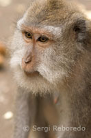 Uno de los muchos monos que habita en la Reserva Sagrada del Bosque de los Monos. Ubud. Bali.