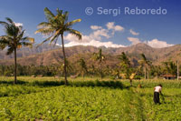 Campos de cultivo cercanos al pueblo pesquero de Amed al Este de Bali. 