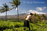 Campos de cultivo cercanos al pueblo pesquero de Amed al Este de Bali.