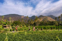 Campos de cultivo cercanos al pueblo pesquero de Amed al Este de Bali.