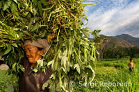 Una anciana recoge la cosecha en un campo de cultivo cercano al pueblo pesquero de Amed al Este de Bali.