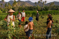 Campos de cultivo cercanos al pueblo pesquero de Amed al Este de Bali. 