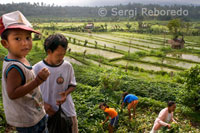 Los arrozales que rodean al pueblo de Tirta Gangga son de los más bellos que se pueden encontrar en Bali. Carreteras secundarias se entremezclan en estos parajes del Este de Bali.