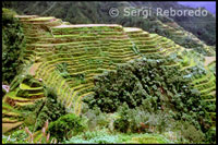 Terrazas de arroz. Banaue. Cordillera Central. Luzón. 