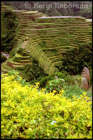 La vegetación adorna las terrazas de arroz que surcan las colinas. Terrazas de arroz. Banaue. Cordillera Central. Luzón. 