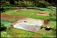 El arroz es uno de los alimentos fundamentales de la cocina filipina. Terrazas de arroz. Sagada. Cordillera Central. Luzón.