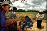 Proceso de separar granos de arroz. Bohol. Las Visayas.