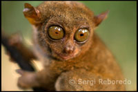 El tarsier, el primate más pequeño del mundo. Bohol. 