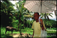 Anciana caminando con un paraguas para protegerse del sol junto a un buey. Camino rural y buey. Sikatuna. Bohol. Las Visayas. 