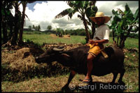 Campesino y buey para labrar la tierra. Bohol. Las Visayas.