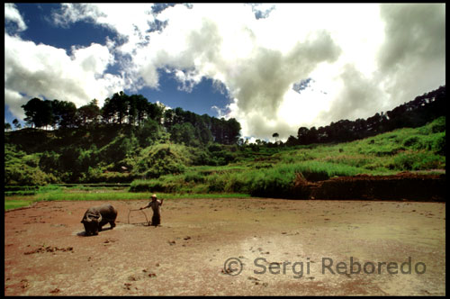 Los ifugao tienen un lenguaje que los cambios de pueblo en pueblo. Se trata de derivación malayo-polinesio. Un dialecto y el cambio de pronunciación puede hacer que sea un verdadero reto para mantener una conversación entre los pobladores vecinos. Sin embargo, un diccionario de la lengua oficial se ha producido. La población de los Ifugao se ha estimado en entre sesenta y cien mil, sin que las cifras disponibles del censo reciente. Pueblos no son más que pequeños grupos de chozas separadas entre grandes zonas de terrazas de arroz. El viaje entre los pueblos es a pie, a lo largo de los senderos estrechos a lo largo de los bordes de las terrazas. Chozas en las aldeas están construidas sobre pilotes de cuatro o cinco metros de altura. Strange discos se colocan mirando hacia la parte superior de cada conjunto de pilotes. El propósito de estos discos es evitar que los roedores y otras plagas de levantarse en la choza. La casa no tiene una ventana y una habitación individual y puerta. Para entrar en la casa hay que subir una escalera, que es tirado por la noche. 