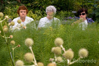 New York Botanical Garden. Ubicado en el Bronx, el Jardín Botánico de Nueva York es uno de los mayores jardines y con mejor reputación de los Estados Unidos. El Jardín es un museo de plantas mundiales, organizado en 48 colecciones diferentes de plantas y jardines, las cuales atraen más de 800.000 visitantes cada año.