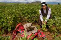 Una mujer cultivando patatas en el Valle Sagrado cerca de Cuzco.