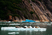 Juneau, Alaska, EE.UU.. Las focas de puerto (Phoca vitulina) en el iceberg cerca del glaciar de Dawes, brazo de Endicott, Bosque Nacional de Tongass, Alaska, EE.UU.. Fiordos-Cliff paredes cortadas en la parte continental de montaña son de barril hoy como usted se desliza lentamente en un área ampliamente aclamado como el más hermoso en Alaska. Con Áreas Silvestres más designados que cualquier estado de la nación, la más fina incluyen Endicott Brazo y Terror de Ford, una ría de aguas cristalinas y fiordo.