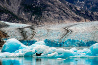 Juneau, Alaska, EUA .. Segell de port (foca comuna), South Sawyer Glacier, àrea de Terror desert de Tracy Arm-Ford, el sud-est d'Alaska, EUA .. Fiords-Cliff parets tallades a la part continental de muntanya són de barril avui com vostè es llisca lentament en una àrea àmpliament aclamat com el més bell a Alaska. Amb Àrees Silvestres més designats que qualsevol estat de la nació, la més fina inclouen Endicott Braç i Terror de Ford, una ria d'aigües cristal·lines i fiord.