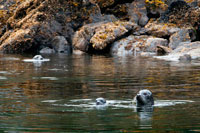 Juneau, Alaska, USA. Harbour seal (Phoca vitulina) in Scenery Cove in the Thomas Bay region of Southeast Alaska, Alaska, United States of America. Safari Endeavour cruise. Thomas Bay is located in southeast Alaska. It lies northeast of Petersburg, Alaska and the Baird Glacier drains into the bay. Thomas Bay is also known as "The Bay of Death" due to a massive landslide in 1750. It also has gained the name of "Devil's Country" when in 1900 several people claimed to have seen devil creatures in the area. Thomas Bay is known for being rich in gold and quartz.